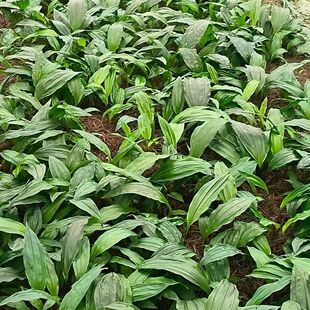 正宗宽叶紫花毛慈姑(杜鹃1号)苗出售。欢迎选购