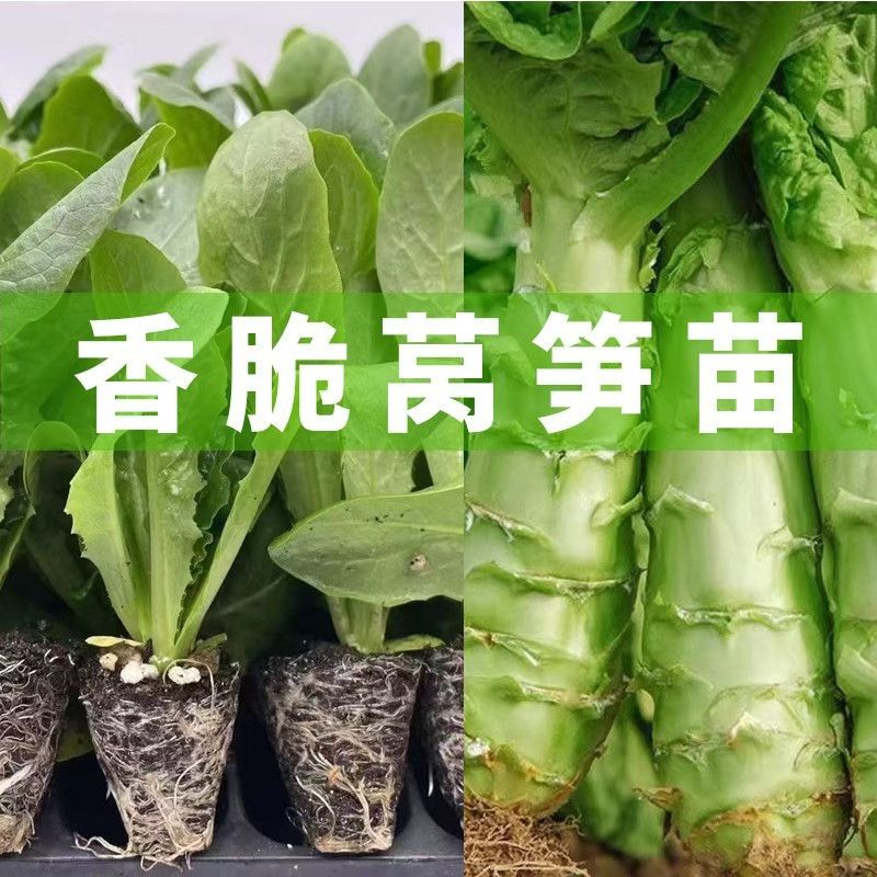 青皮青肉青笋秧苗秋冬季