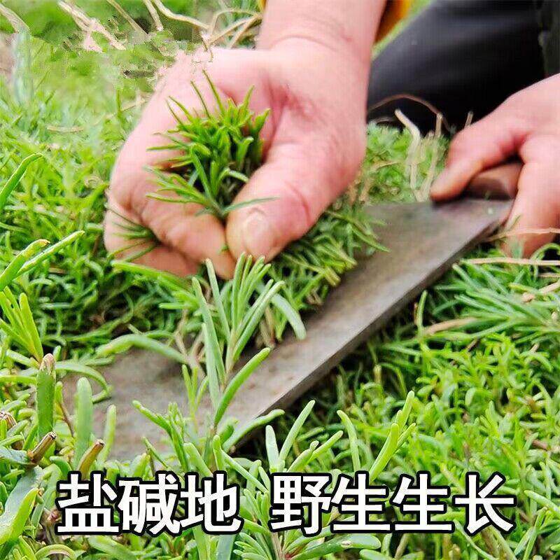 野生碱蓬菜种子海英菜黄须菜皇席菜碱蒿子盐蒿狼尾巴条食用野菜籽
