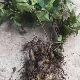 三叶青苗带葫芦三叶青绿植苗正宗