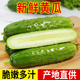 包邮 山东特产旱黄瓜当季 新鲜脆嫩小青瓜批发