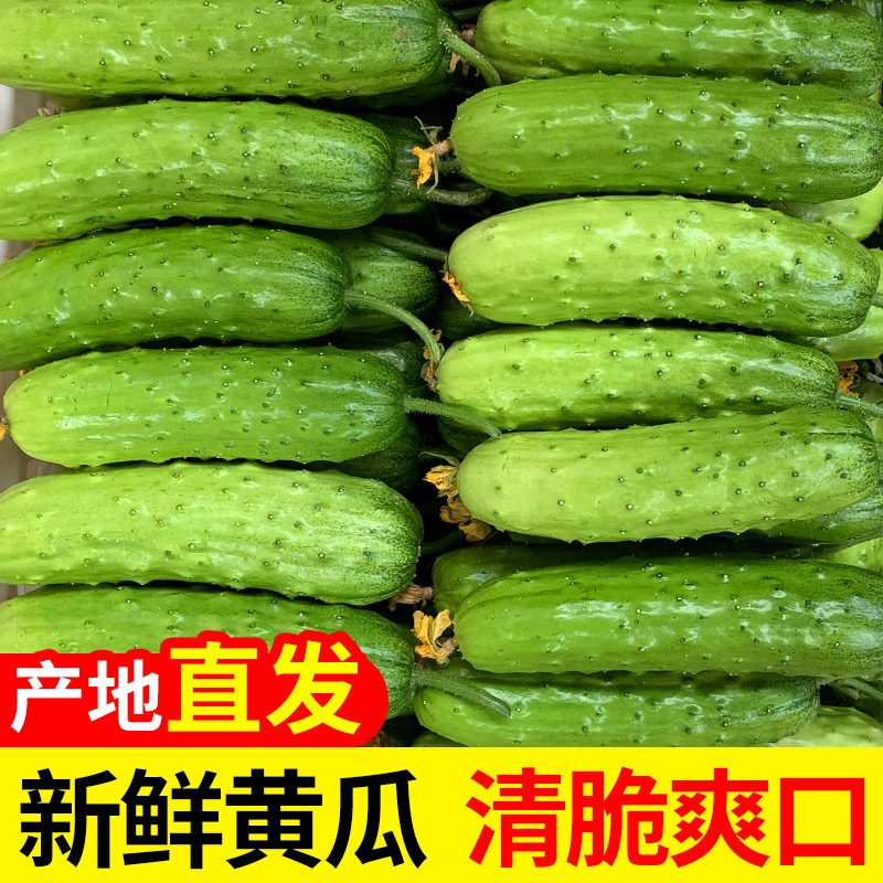 包邮整箱山东新鲜当季脆嫩青瓜旱黄瓜水果小黄瓜生吃蔬菜,水产肉类/新鲜蔬果/熟食,黄瓜,淘宝优惠券,粉丝福利购,淘宝优惠卷