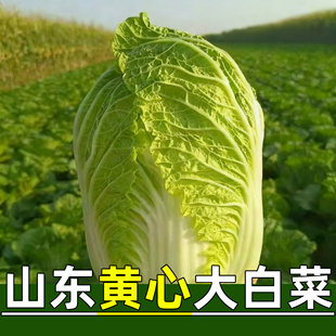 新鲜当季白菜山东农家自种时令蔬菜新鲜蔬菜黄心大白菜