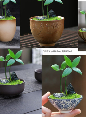 陶瓷花盆桌面绿植小盆栽植物盆景室内客厅办公室茶台摆件文竹竹子