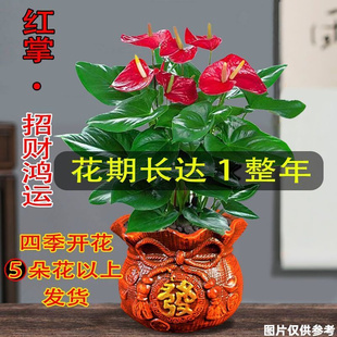 红掌盆栽四季 开花绿植鸿运当头花卉办公室内水培好养植物一帆风顺