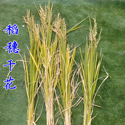 稻穗干花整棵无根装饰天然真稻子稻谷桌摆造景布景丰收拍摄影道具