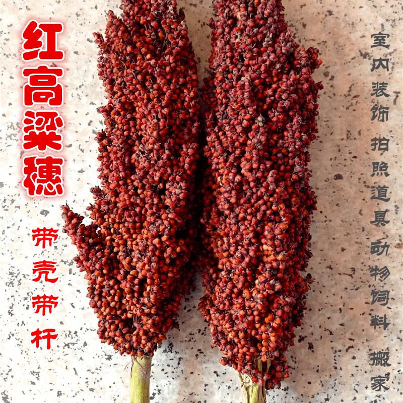 带壳高粱米高粱干花带杆鸟粮穗