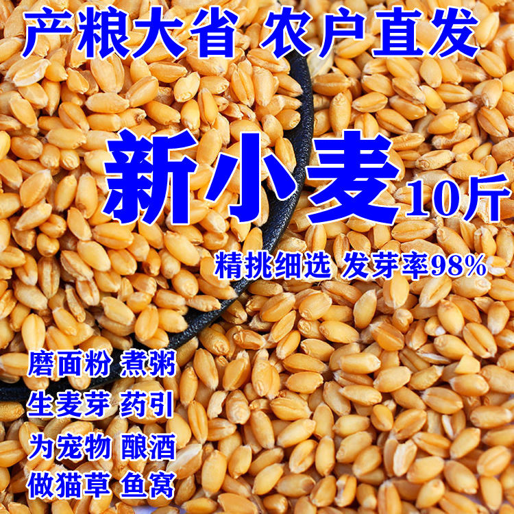 2023年10斤小麦粒农家自产磨面做麦酱发麦苗小草种子带皮麦子种籽图片