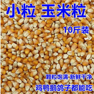 小粒玉米粒干玉米籽鸡鸭鹅鸟鸽粮喂鸽子粮食散装10斤包邮玉米饲料