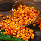 穆芝堂野生新鲜沙棘果1斤 沙刺鲜果吕梁特产沙棘酵素榨汁 包邮