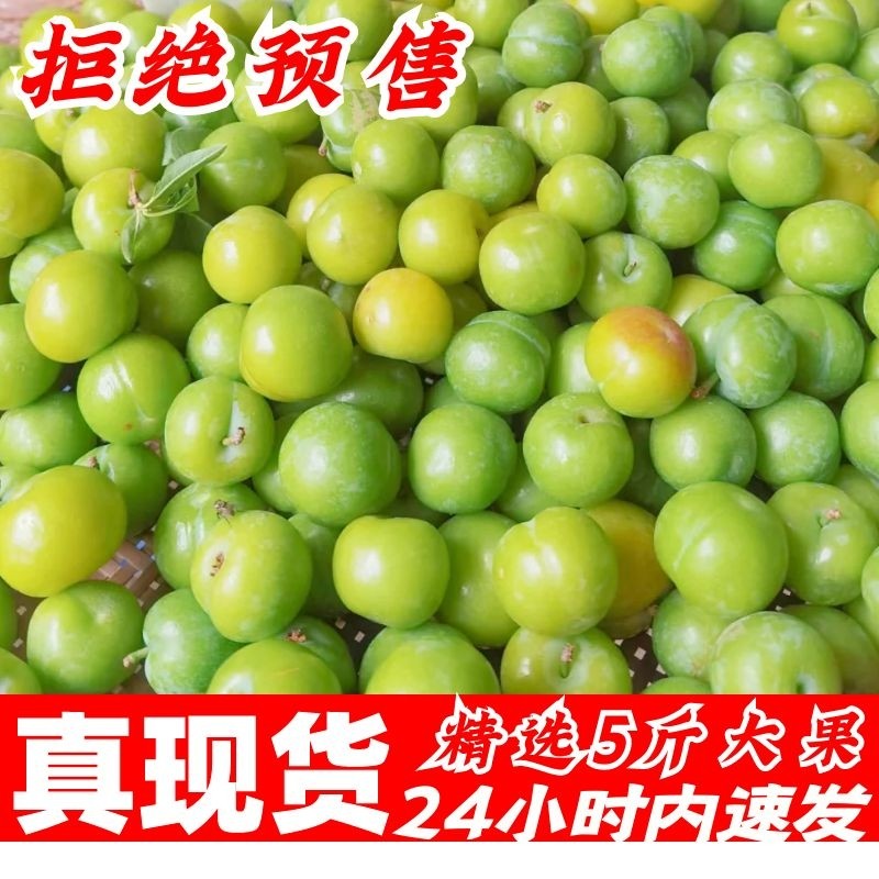 李子新鲜水果现货当季孕妇爱吃酸脆甜三月青李子现摘顺丰5斤包邮
