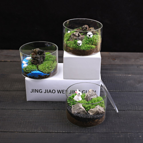 苔藓景观生态瓶直筒盆栽植物diy