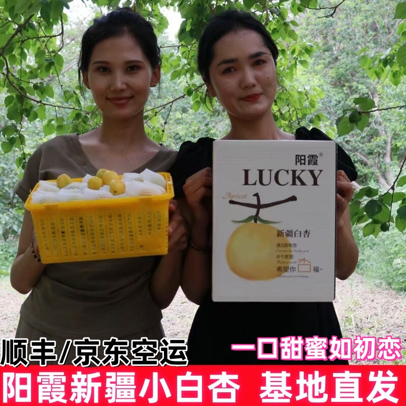 顺丰阳霞新疆轮台小白杏新鲜水果库车甜杏子应当季白杏子胜小红杏