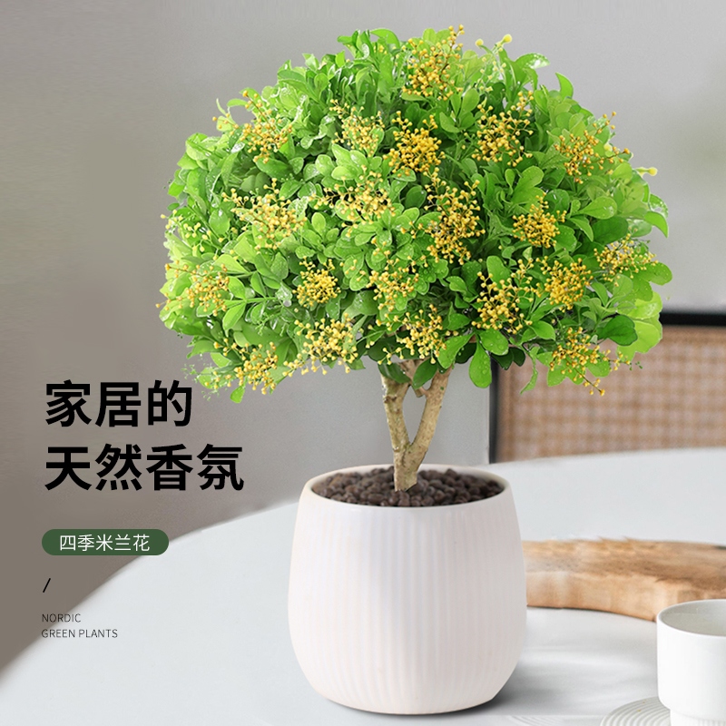 米兰花盆栽花卉植物室内花树苗四季开花老桩大颗好养净化空气绿植 昵折网
