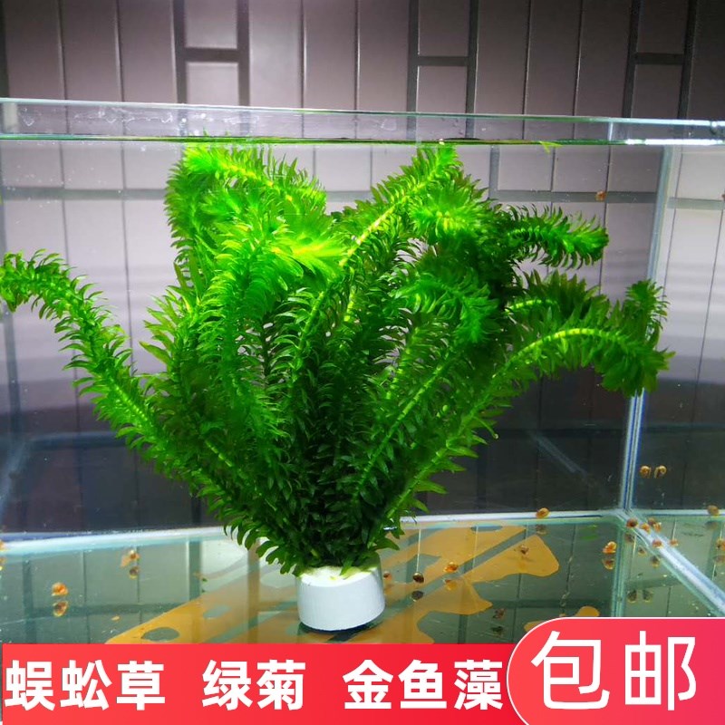 孔雀鱼专用水草蜈蚣草真水草鱼缸造景装饰净水植物金鱼藻不用泥土