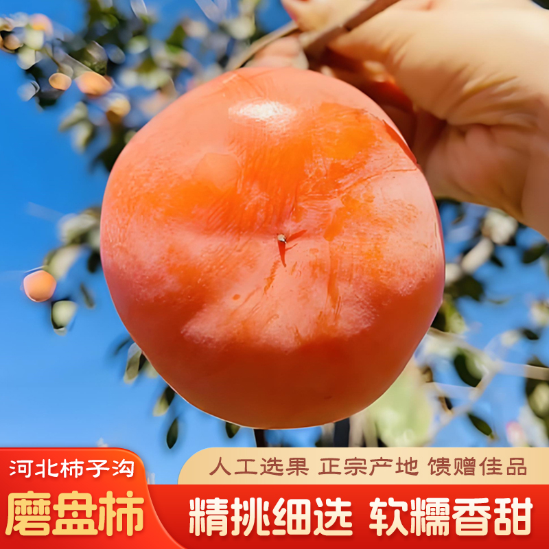 当季正宗大磨盘柿子新鲜现摘软甜