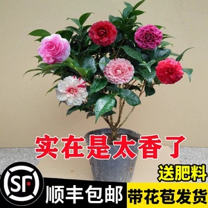 带花苞茶花盆栽四季树苗山茶花苗室内植物好养五色赤丹浓香型花卉