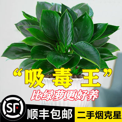 金钻盆栽植物绿萝水培吸甲醛好养