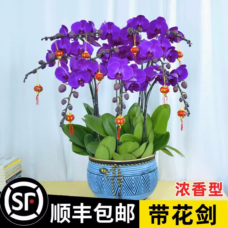 蝴蝶兰花苗带花剑带花苞盆栽兰花大苗客厅室内植物花卉四季好养活