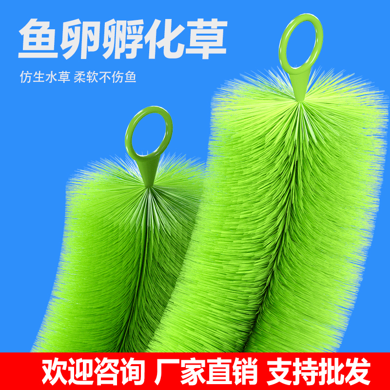 孵化草锦鲤产卵繁殖养殖