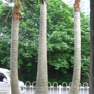 仿真大型植物树人造假椰子树沙滩仿真椰子树厂家直供仿真景观树