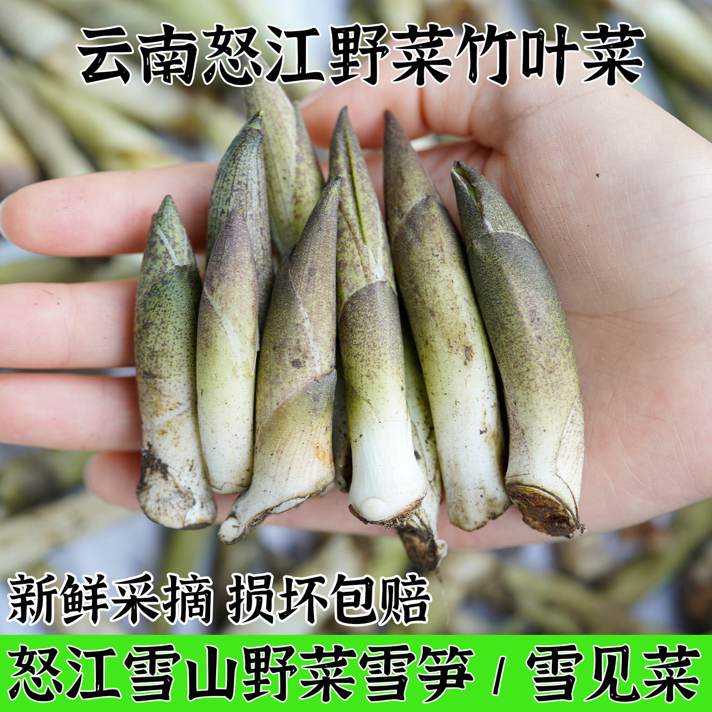 云南怒江特产野菜竹叶菜新鲜雪笋可凉拌煮汤食用产地直发航空包邮