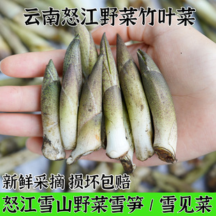 云南怒江特产野菜竹叶菜新鲜雪笋可凉拌煮汤食用产地直发航空包邮