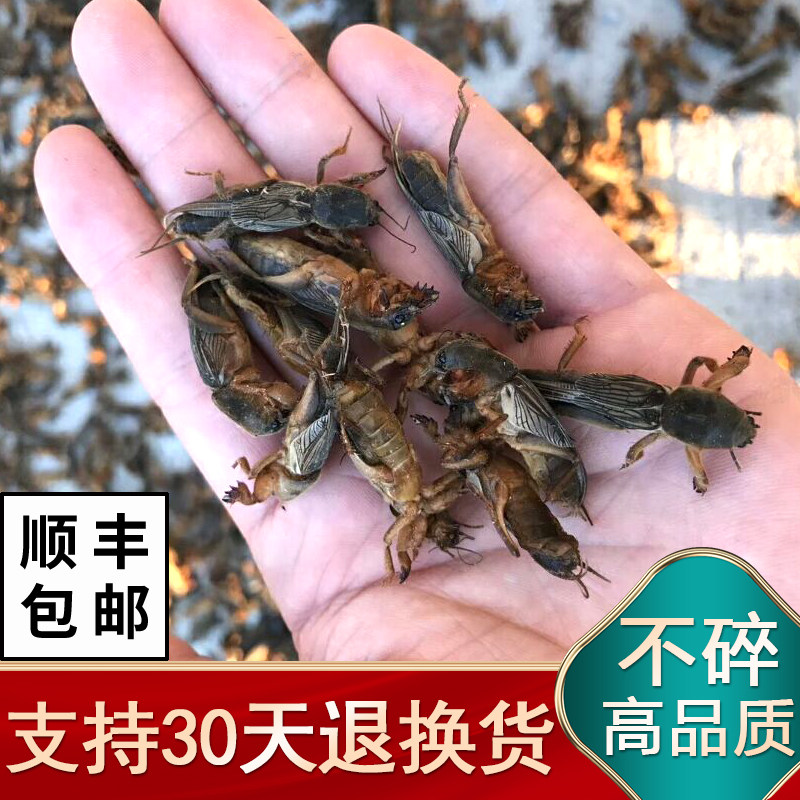 膳都蝼蛄中药材新货东北蝲蝲蛄干精选野生拉拉地狗土狗子虫可打粉
