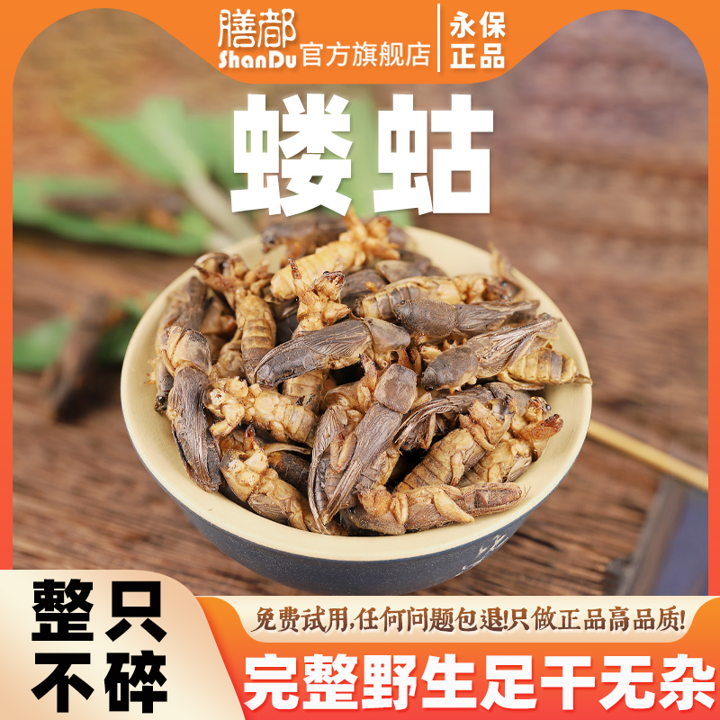 膳都蝼蛄中药材新货东北蝲蝲蛄干精选野生拉拉地狗土狗子虫可打粉