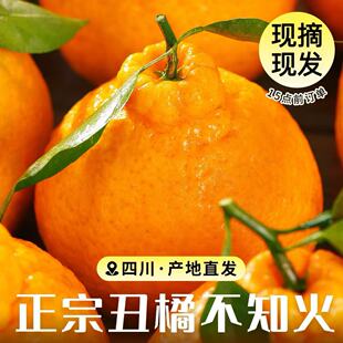 正宗四川不知火丑橘柑橘新鲜水果整箱丑八怪丑桔橘子蜜桔柑橘耙耙