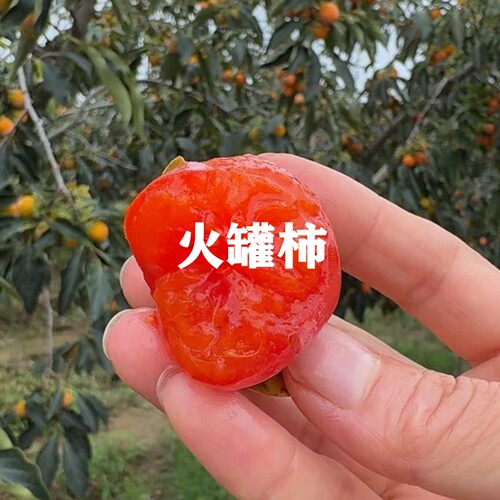 四季种植当年结果火晶柿子树苗
