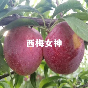 西梅树苗正宗女神西梅大果李子果树苗盆栽地栽南北方种植当年结果