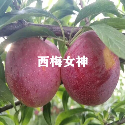 新疆西梅李子树苗嫁接果树苗盆栽