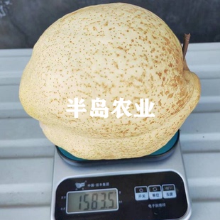 梨树果苗嫁接山农酥梨树苗晚熟脆甜大果白梨苗南北方庭院地栽果树