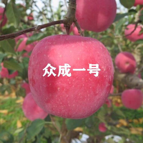 优质果园苗南北方种植众成苹果苗