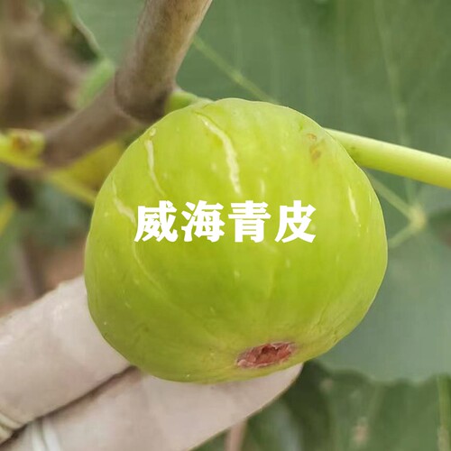 四季种植当年结果抗寒无花果树苗