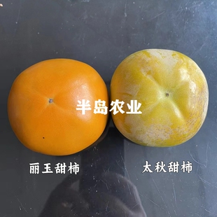 特大日本脆甜柿子苗树丽玉柿子树苗庭院盆栽地栽无核柿树当年结果