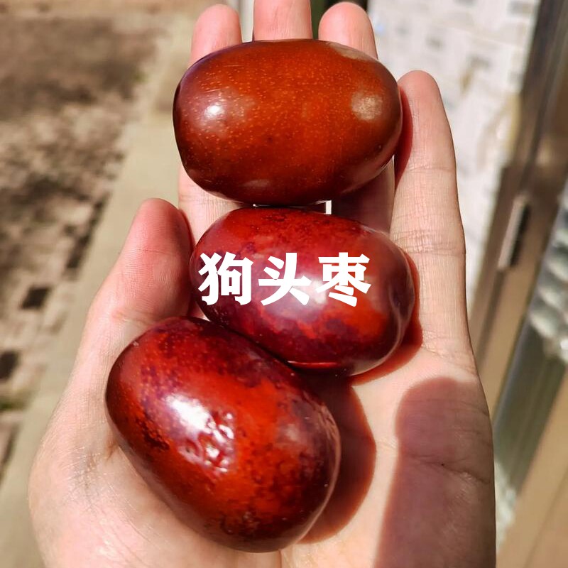 嫁接枣树苗延安狗头枣子大红枣南方北方种植盆栽地栽果树耐寒高产
