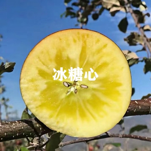 新疆阿克苏冰糖心苹果树苗嫁接特大抗寒丑苹果苗南北方庭院盆地栽