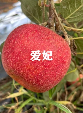 新西兰爱妃苹果苗盆栽庭院矮化特大脆甜多汁苹果树苗南方北方种植