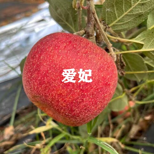新品种新西兰爱妃苹果树苗当年结