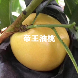 冬桃脆甜离核桃树果苗嫁接10月晚熟油桃苗日本帝王油桃树苗黄桃苗