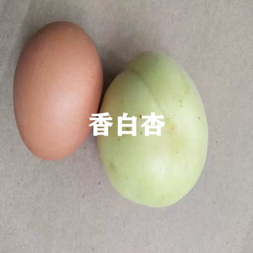 河北大香白杏苗盆栽当年结果树苗