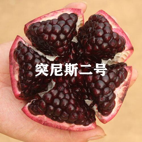 突尼斯石榴苗软籽大红袍石榴树苗