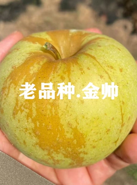 三十年前老品种金帅苹果树苗酸甜可口矮化盆栽庭院黄香蕉苹果苗