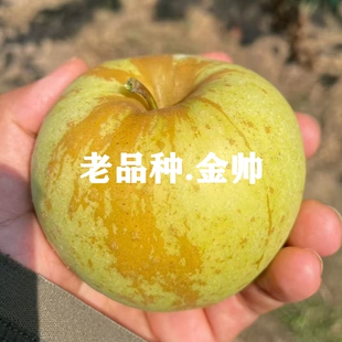 三十年前老品种金帅苹果树苗酸甜可口矮化盆栽庭院黄香蕉苹果苗