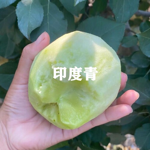 印度青苹果树苗盆栽种植地栽树苗