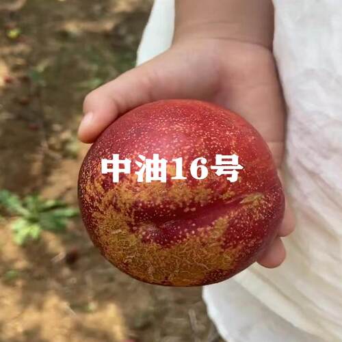 油桃树苗黄桃树苗盆栽地址矮化苗