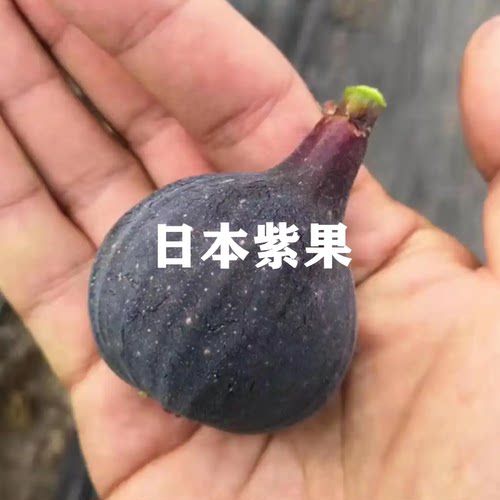 庭院盆栽果树苗无花果苗四季盆栽