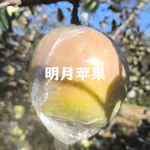 南北方种植新品种苹果苗盆栽地栽